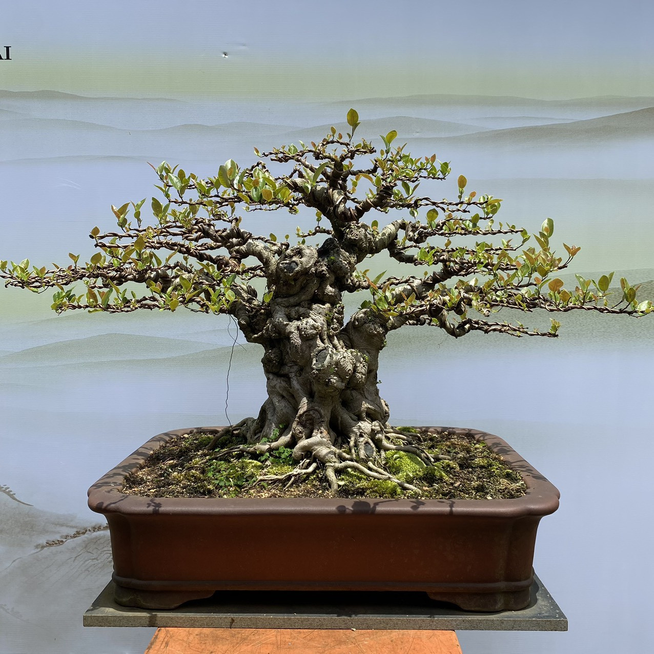 Avatar shop NGUYỄN VŨ BONSAI GIA LAI