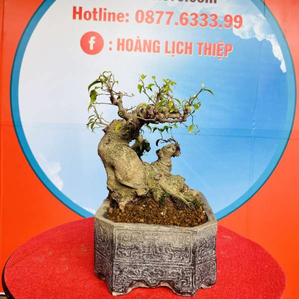 Cây Sanh Nam Điền [Cao 35cm, Rộng 43cm, Sâu 18cm] || SVC.00154 - 0