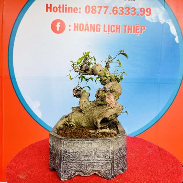 Cây Sanh Nam Điền [Cao 35cm, Rộng 43cm, Sâu 18cm] || SVC.00154 - 3