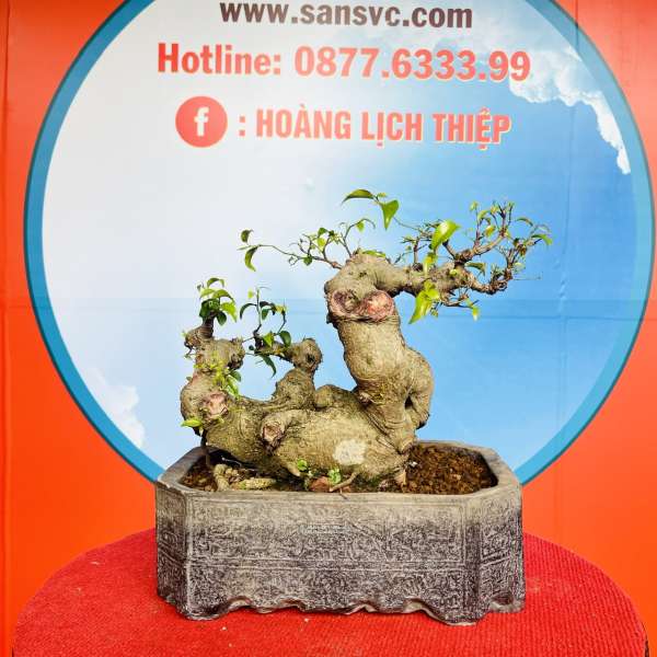 Cây Sanh Nam Điền [Cao 35cm, Rộng 43cm, Sâu 18cm] || SVC.00154 - 2