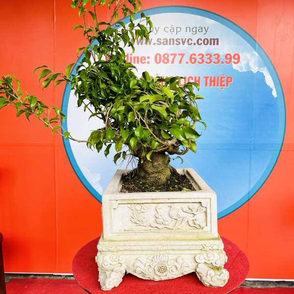 Cây Sanh Nam Điền [Cao 19cm, Rộng 24cm, Sâu 18cm] || SVC.00157 - 0