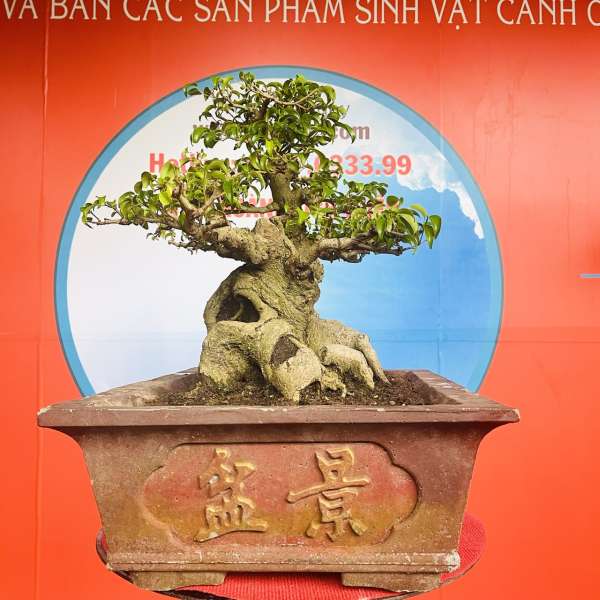 Cây Sanh Nam Điền [Cao 46cm, Rộng 67cm, Sâu 37cm] || SVC.00191 - 0