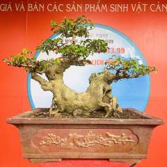 Cây Sanh Nam Điền [Cao 46cm, Rộng 67cm, Sâu 37cm] || SVC.00191