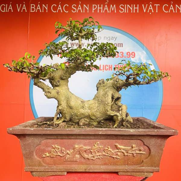 Cây Sanh Nam Điền [Cao 46cm, Rộng 67cm, Sâu 37cm] || SVC.00191