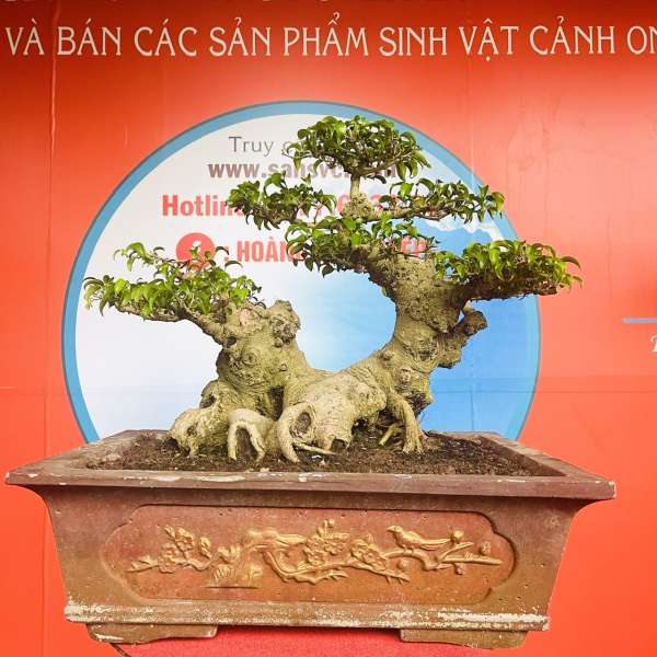 Cây Sanh Nam Điền [Cao 46cm, Rộng 67cm, Sâu 37cm] || SVC.00191 - 1