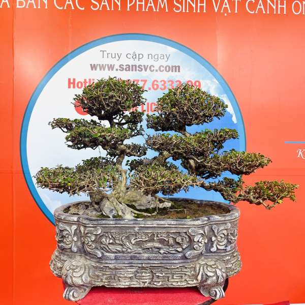 Cây Sam Hoa [Cao 40cm, Rộng 75cm, Sâu 52cm] || SVC.00139 - 2