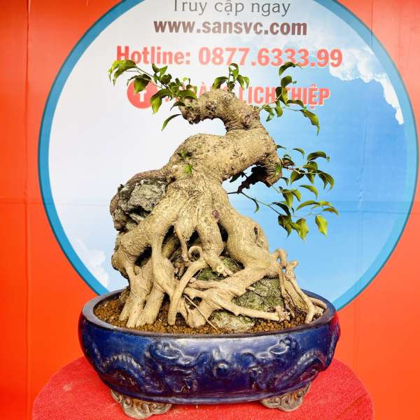 Cây Sanh Nam Điền [Cao 37cm, Rộng 30cm, Sâu 26cm] || SVC.00153