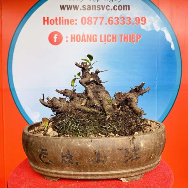 Cây Si Búp Hồng [Cao 16cm, Rộng 32cm, Sâu 26cm] || SVC.00158 - 2