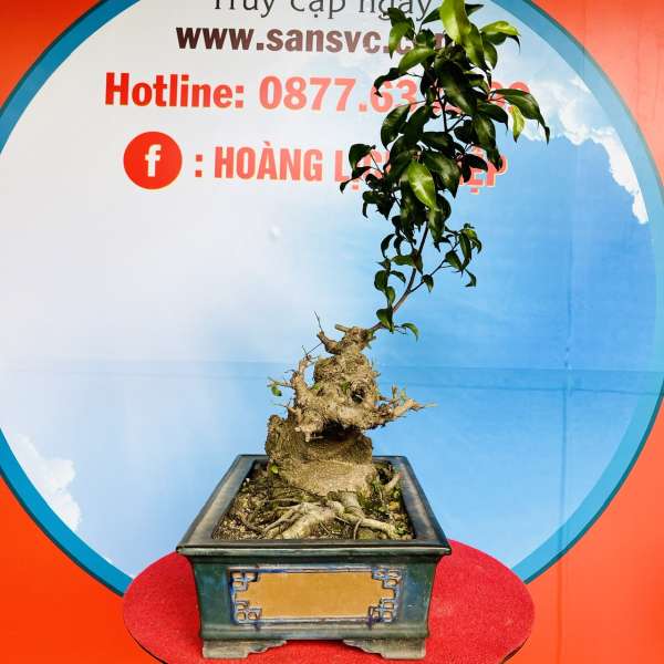 Cây Sanh Nam Điền [Cao 29cm, Rộng 39cm, Sâu 21cm]  || SVC.00166 - 1