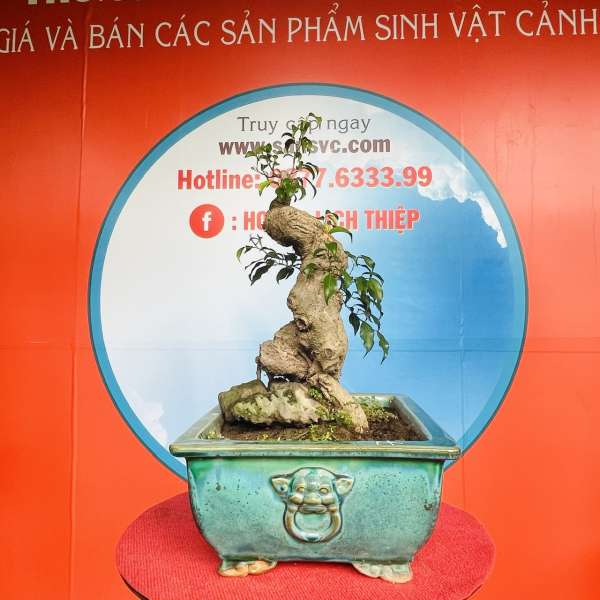 Cây Sanh Nam Điền [Cao 42cm, Rộng 25cm, Sâu 19cm] || SVC.00198 - 2