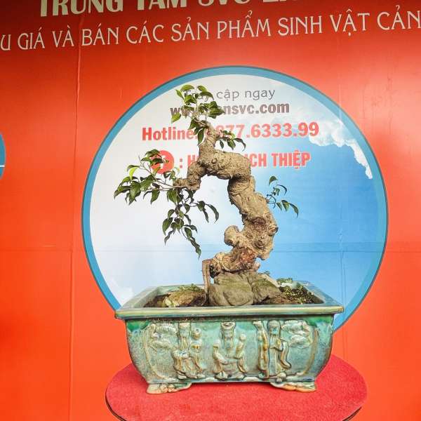 Cây Sanh Nam Điền [Cao 42cm, Rộng 25cm, Sâu 19cm] || SVC.00198 - 1