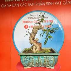 Cây Sanh Nam Điền [Cao 42cm, Rộng 25cm, Sâu 19cm] || SVC.00198