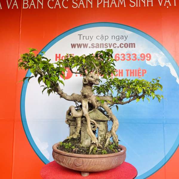 Cây Sanh Nam Điền [Cao 56cm, Rộng 61cm, Sâu 45cm] || SVC.00199