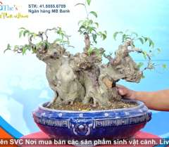 Cây Sanh Nam Điền [Cao 25cm, Rộng 40cm, Sâu 40cm] || SVC.00249