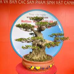 Cây Sanh Quê [Cao 50cm, Rộng 68cm, Sâu 66cm] || SVC.00260