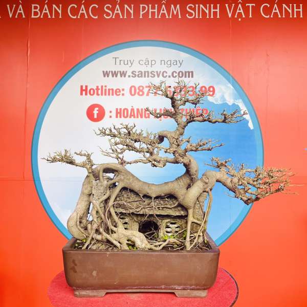 Cây Sanh Quê [Cao 45cm, Rộng 60cm, Sâu 42cm] || SVC.00336