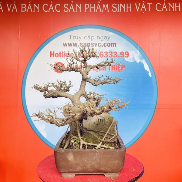 Cây Sanh Quê [Cao 45cm, Rộng 60cm, Sâu 42cm] || SVC.00336 - 2