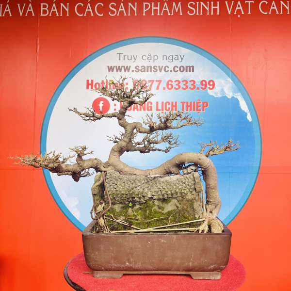 Cây Sanh Quê [Cao 45cm, Rộng 60cm, Sâu 42cm] || SVC.00336 - 1