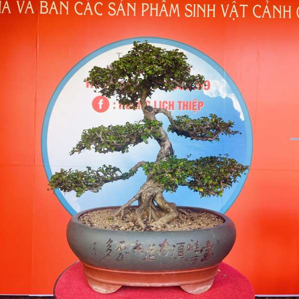 Cây Trà Phúc Kiến [Cao 46cm, Rộng 50cm, Sâu 50cm] || SVC.00385 - 0