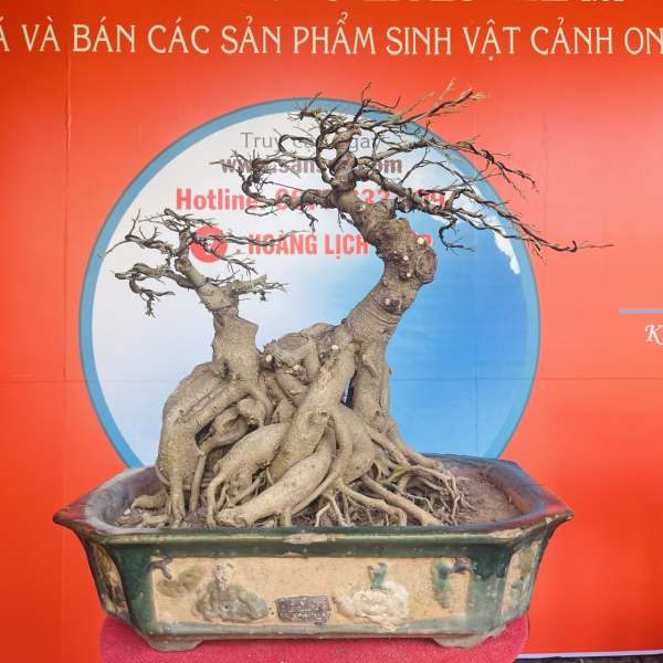 Cây Sanh Quê [Cao 50cm, Rộng 64cm, Sâu 45cm] || SVC.00386 - 0