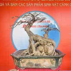 Cây Sanh Quê [Cao 50cm, Rộng 64cm, Sâu 45cm] || SVC.00386