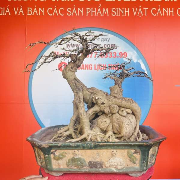 Cây Sanh Quê [Cao 50cm, Rộng 64cm, Sâu 45cm] || SVC.00386