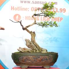 Cây Nguyệt Quế [Cao 45cm, Rộng 50cm, Sâu 35cm]  || SVC.00656