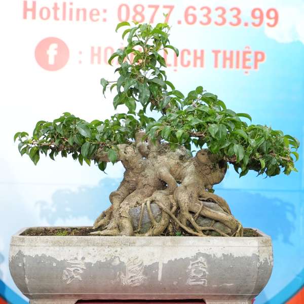 Cây Sanh Nam Điền [Cao 36cm, Rộng 60cm, Sâu 48cm, Vanh 52cm] || SVC.00648