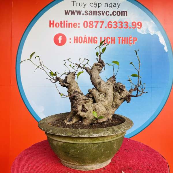 Cây Si Búp Trắng [Cao 28cm, Rộng 38cm, Sâu 20cm] || SVC.00401 - 0