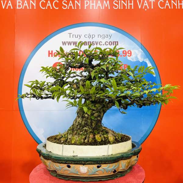 Cây Mai Chiếu Thủy [Cao 65cm, Rộng 75cm, Sâu 55cm] || SVC.00409 - 0