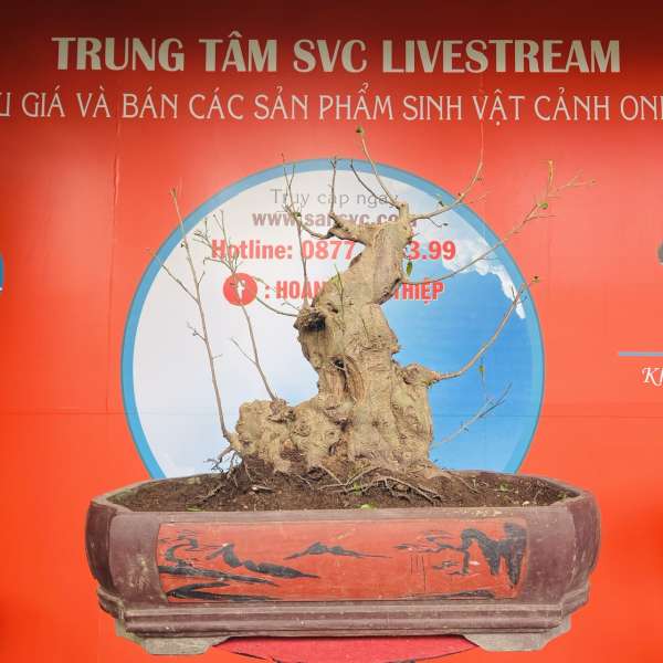 Cây Sanh Quê [Cao 50cm, Rộng 46cm, Vanh 58cm] || SVC.00432