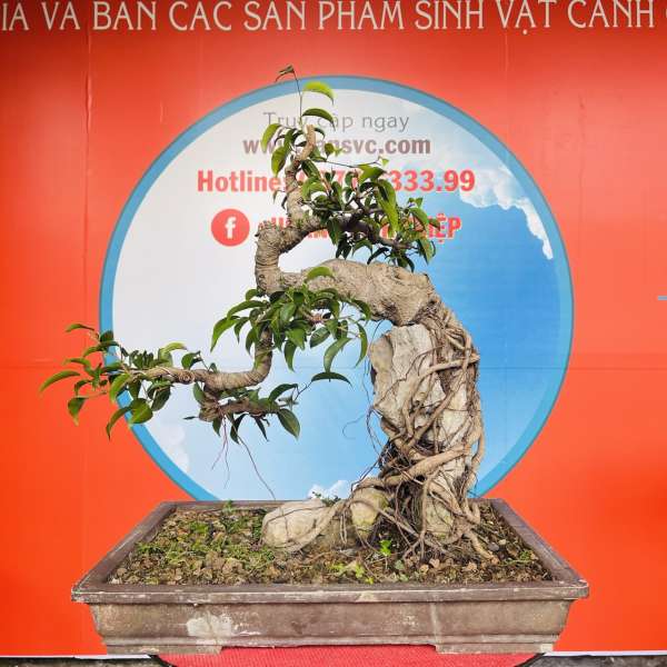 Cây Sanh Quê [Cao 50cm, Rộng 43cm, Vanh 43cm] || SVC.00429