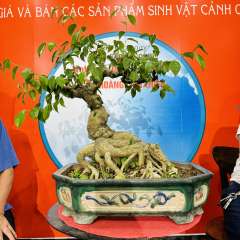 Cây Sanh Quê [Cao 65cm, Rộng 55cm, Sâu 50cm] || SVC.00460