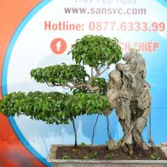 Cây Sanh Nam Điền [Cao 58cm, Rộng 70cm, Sâu 53cm] || SVC.00495