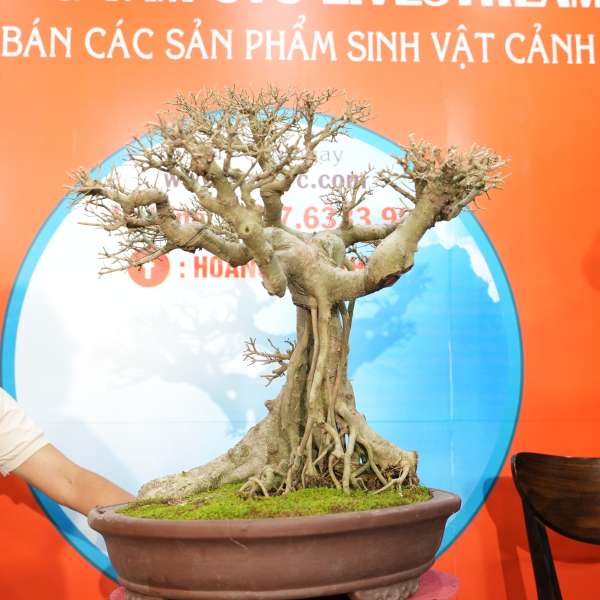 Cây Sanh Nam Điền [Cao 60cm, Rộng 84cm, Sâu 69cm]  || SVC.00498 - 2