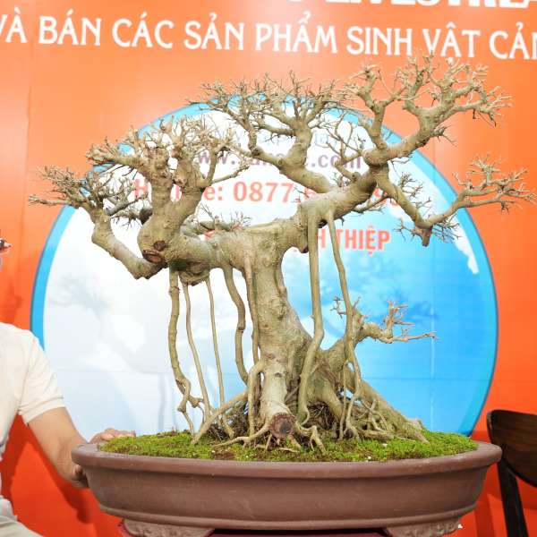 Cây Sanh Nam Điền [Cao 60cm, Rộng 84cm, Sâu 69cm]  || SVC.00498 - 1