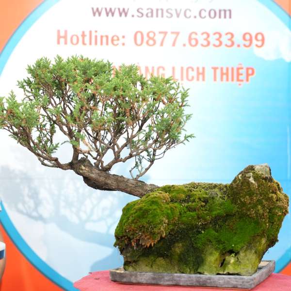 Cây Tùng Cối [Cao 50cm, Rộng 50cm] || SVC.00496