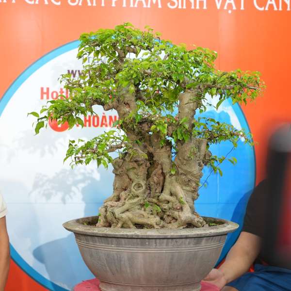 Cây Sanh Quê [Cao 69cm, Rộng 73cm, Sâu 80cm, Vanh 103cm] || SVC.00499 - 1