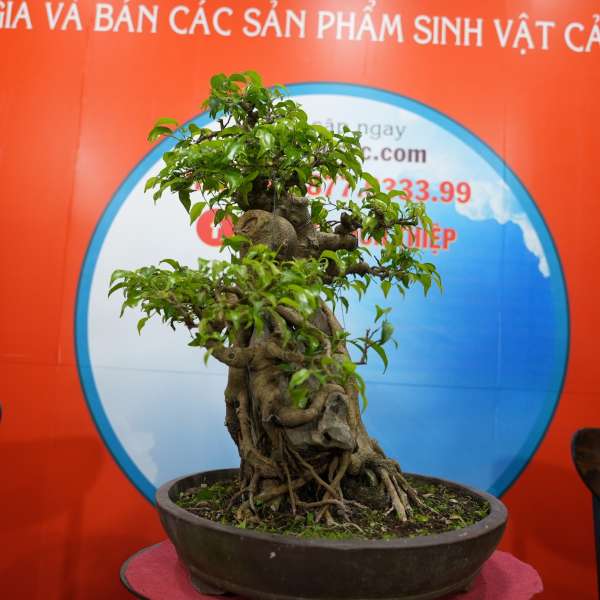 Cây Sanh [Cao 55cm, Rộng 60cm, Sâu 45cm] || SVC.00497 - 2