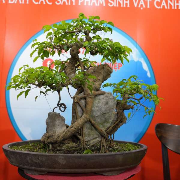 Cây Sanh [Cao 55cm, Rộng 60cm, Sâu 45cm] || SVC.00497 - 0