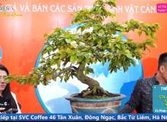 Cây Mai Vàng [Cao 78cm, Rộng 105cm, Sâu 90cm, Vanh 28cm] || SVC.00620