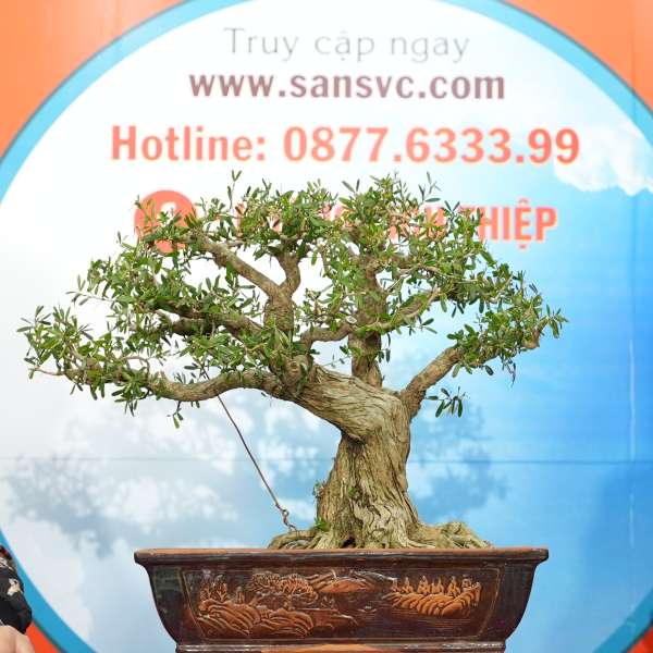 Cây Linh Sam [Cao 40cm, Rộng 58cm, Sâu 42cm, Vanh 25cm] || SVC.00630