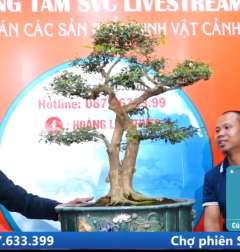 Cây Nguyệt Quế [Cao 79cm, Rộng 79cm, Sâu 59cm, Vanh 31cm] || SVC.00659