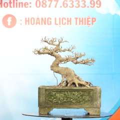 Cây Sanh Nam Điền [Cao 28cm, Rộng 36cm, Sâu 29cm] || SVC.00677