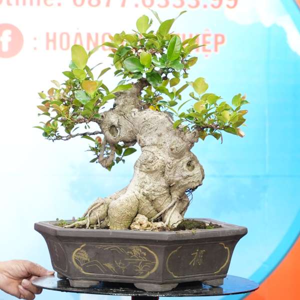 Cây Si Búp Hồng [Cao 47cm, Rộng 48cm, Sâu 38cm] || SVC.00682