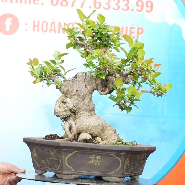 Cây Si Búp Hồng [Cao 47cm, Rộng 48cm, Sâu 38cm] || SVC.00682 - 0