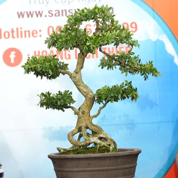 Cây Linh Sam [Cao 60cm, Rộng 55cm, Vanh 35cm] || SVC.00688