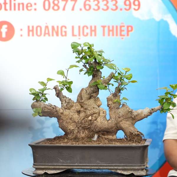 Cây Si Búp Hồng [Cao 35cm, Rộng 55cm, Vanh 70cm] || SVC.00695 - 0