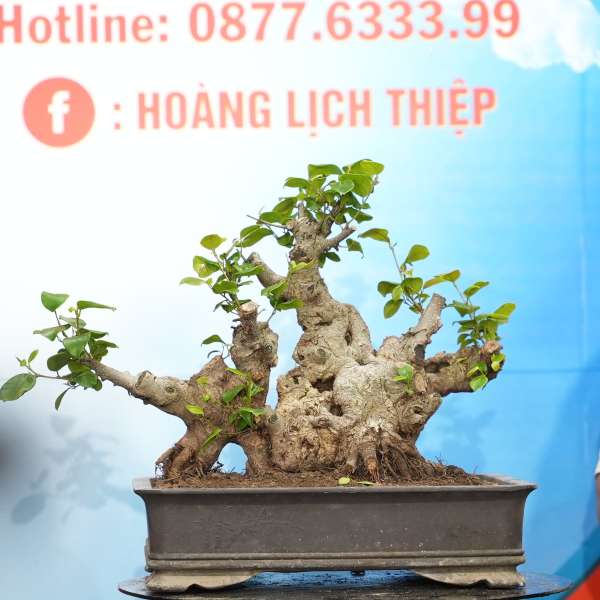 Cây Si Búp Hồng [Cao 35cm, Rộng 55cm, Vanh 70cm] || SVC.00695