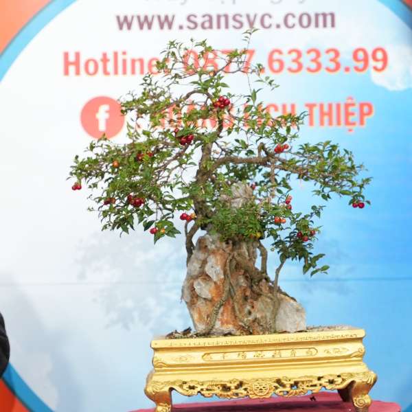 Cây Hồng Ngọc Mai [Cao 50cm, Rộng 48cm, Sâu 36cm] || SVC.00755 - 0